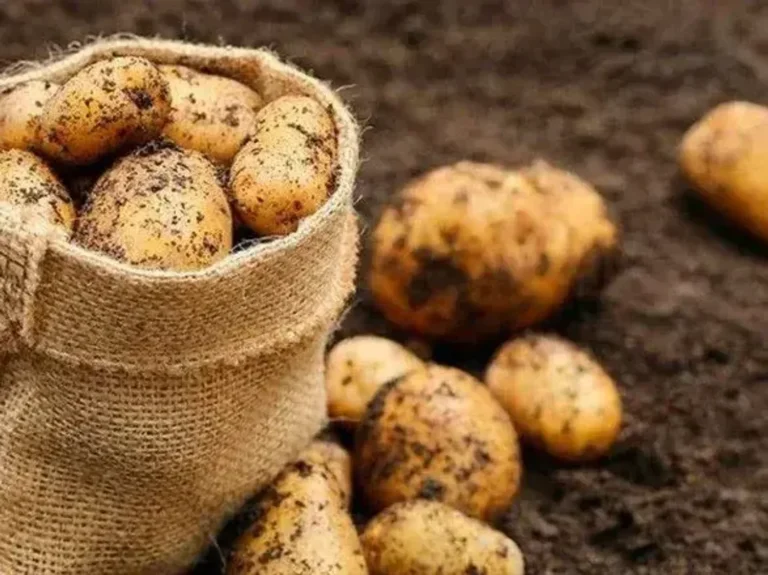 Чи вплинули погодні умови на урожай картоплі в Україні: в Асоціації виробників дали відповідь