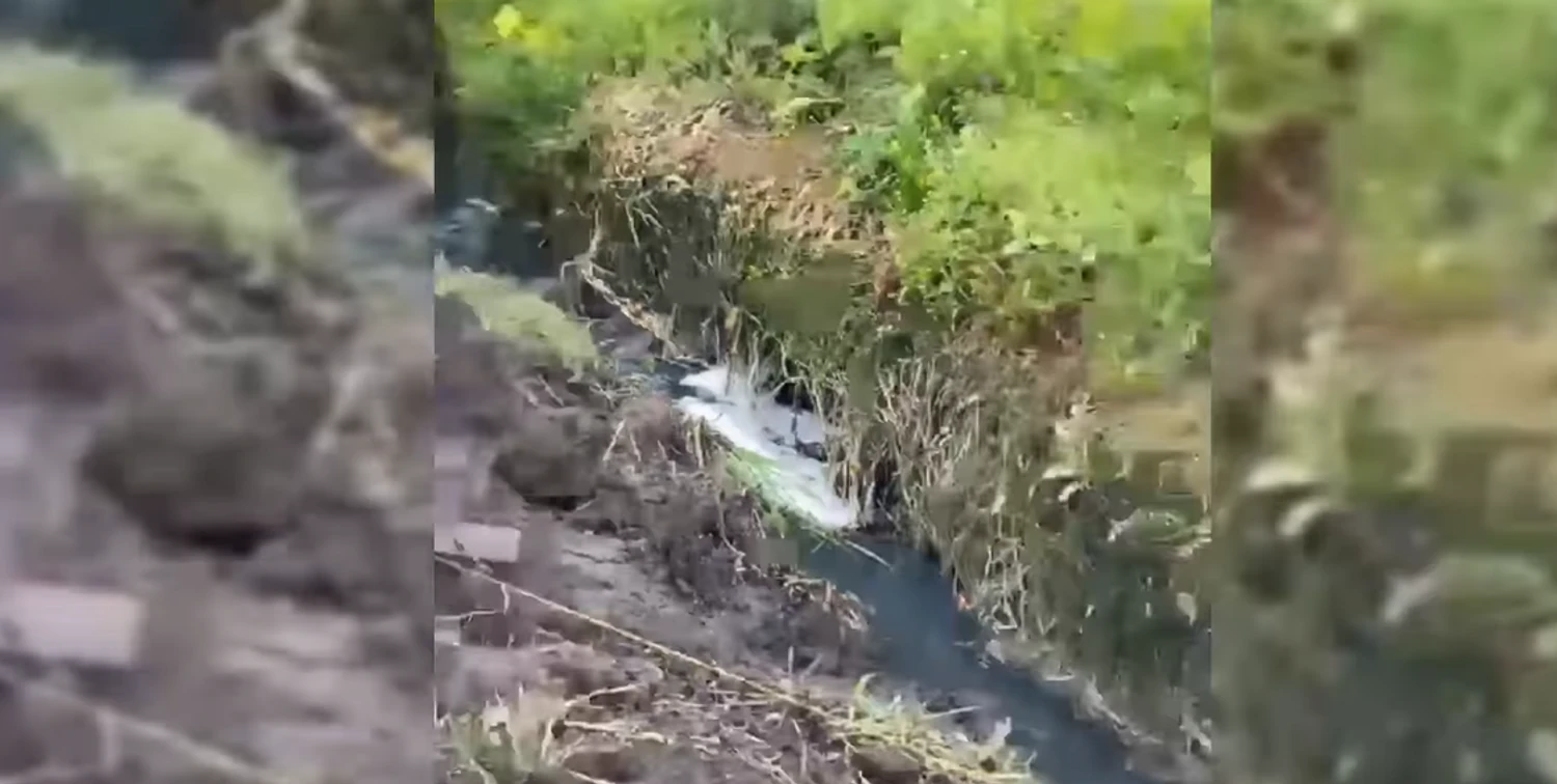 У Хмельницькому в річці стався масовий мор риби