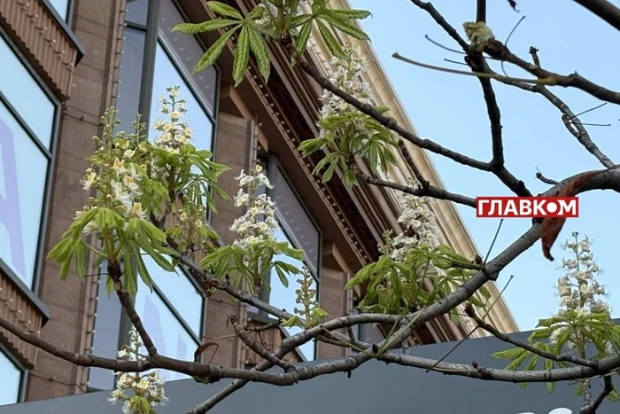 У центрі Києва вдруге за сезон почав цвісти каштан (фото, відео)
